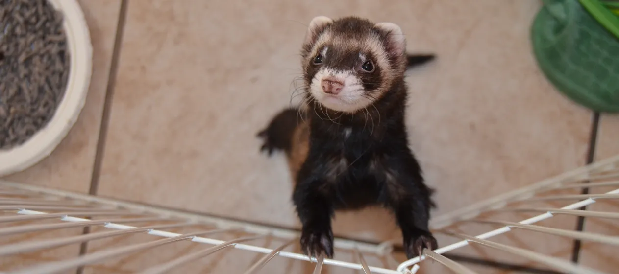 Kodiak-ferret