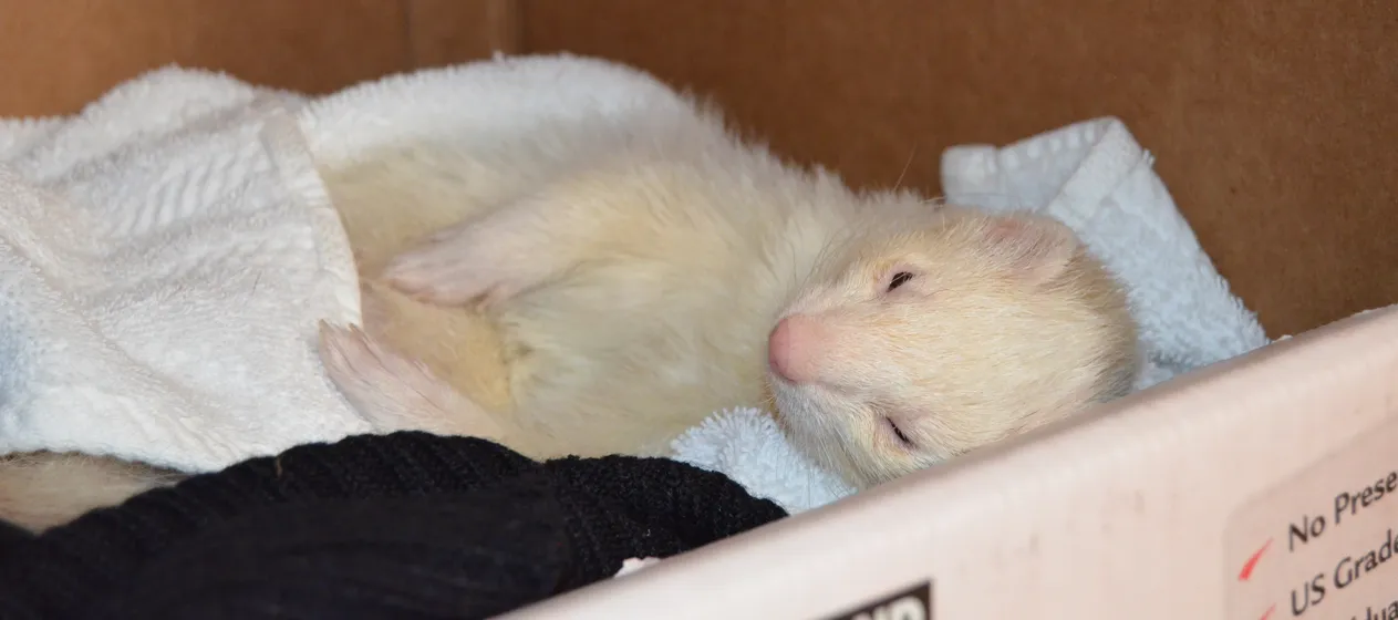 Sleeping-Shiro