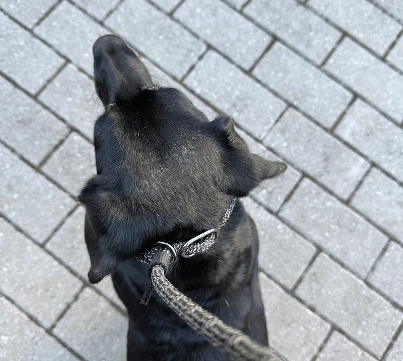 dog slip lead leash high up