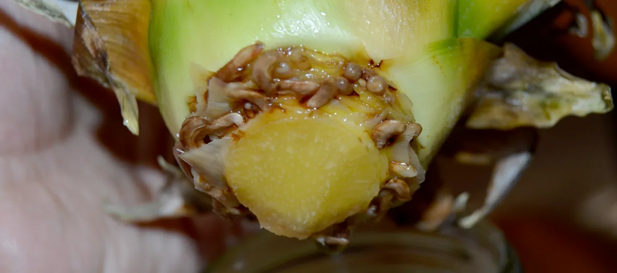 pineapple-roots