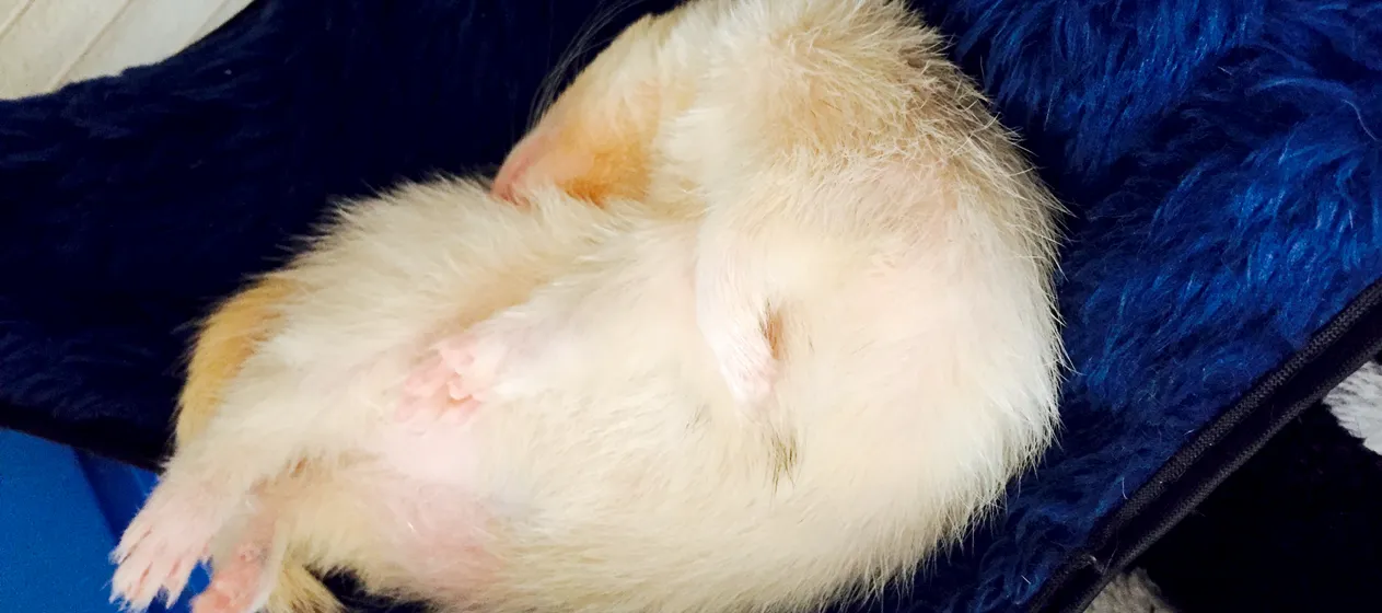 sleeping-ball-shiro