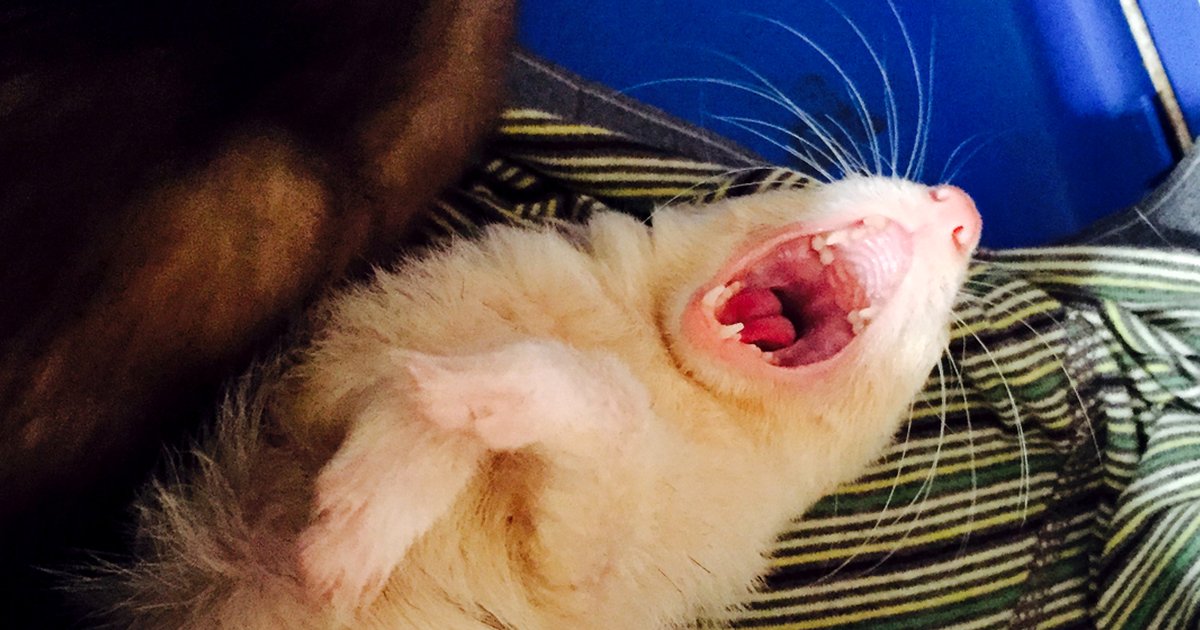 10 Things You Need to Know Before You Get Ferrets