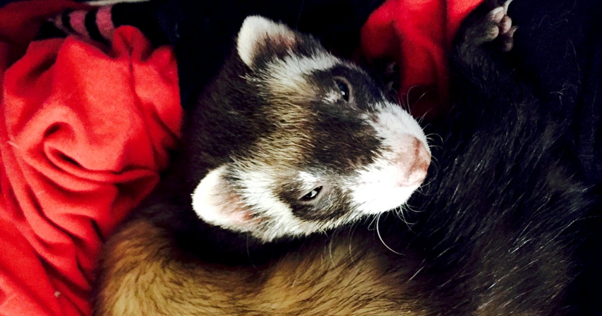 Ferret Bath: Why to Not Wash Your Ferret