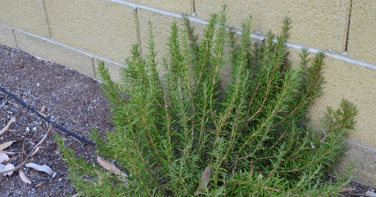 How to Clone Rosemary