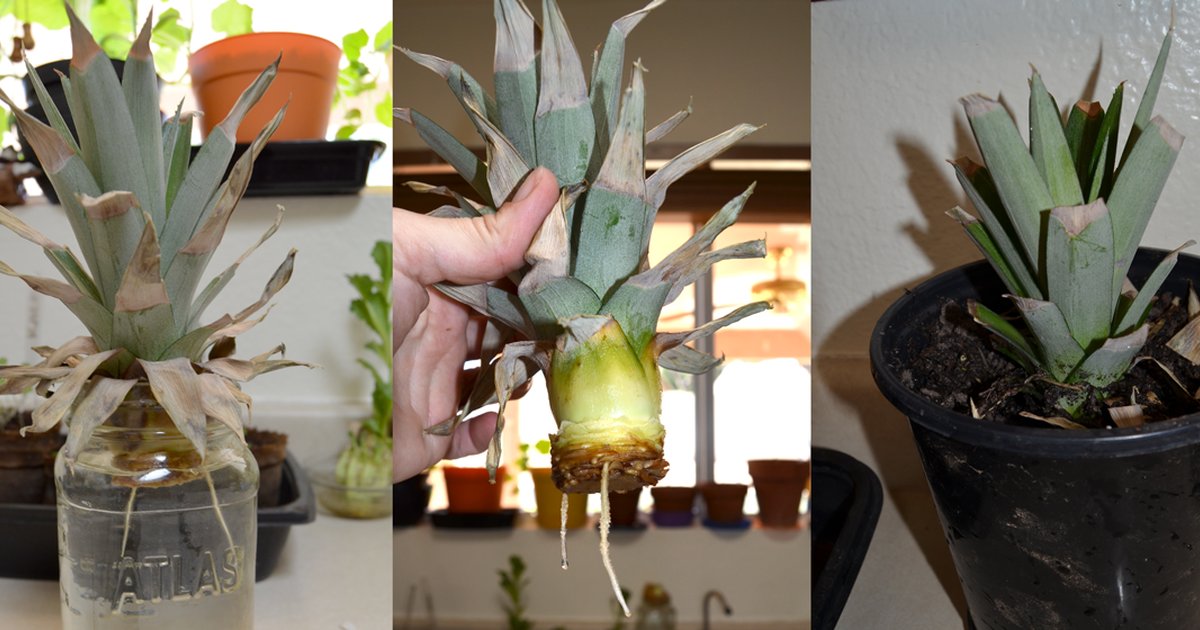 How To Grow a Pineapple