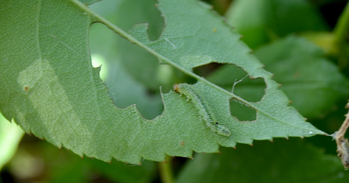 How to Kill Sawfly Larvae Naturally