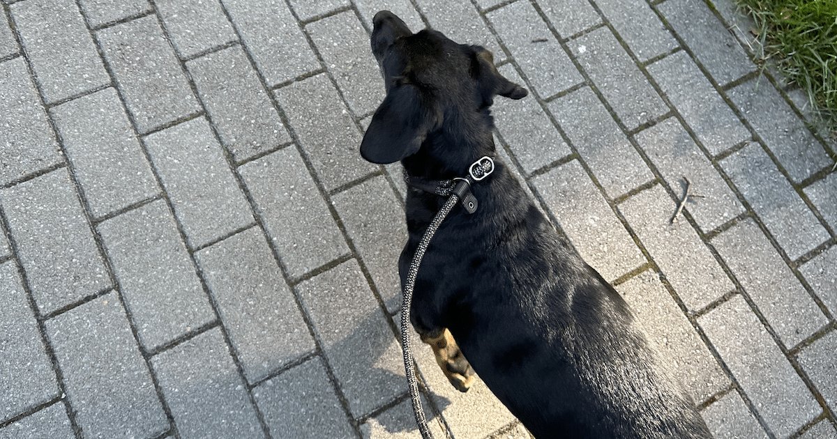 How to leash train a dog that pulls
