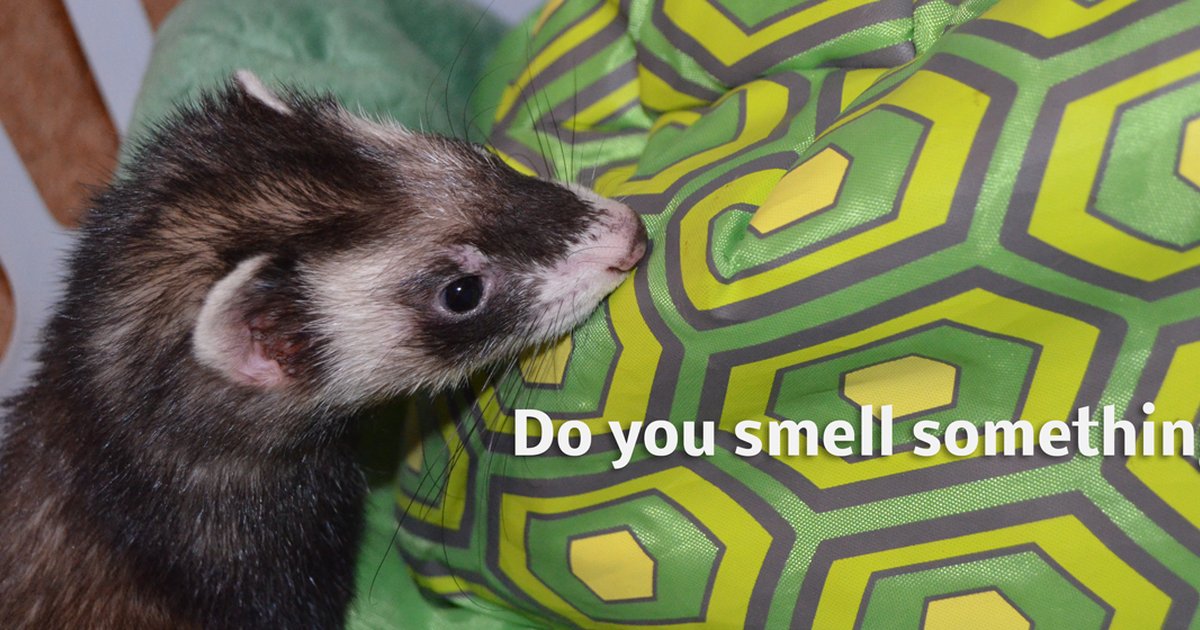 How to Reduce Ferret Smell