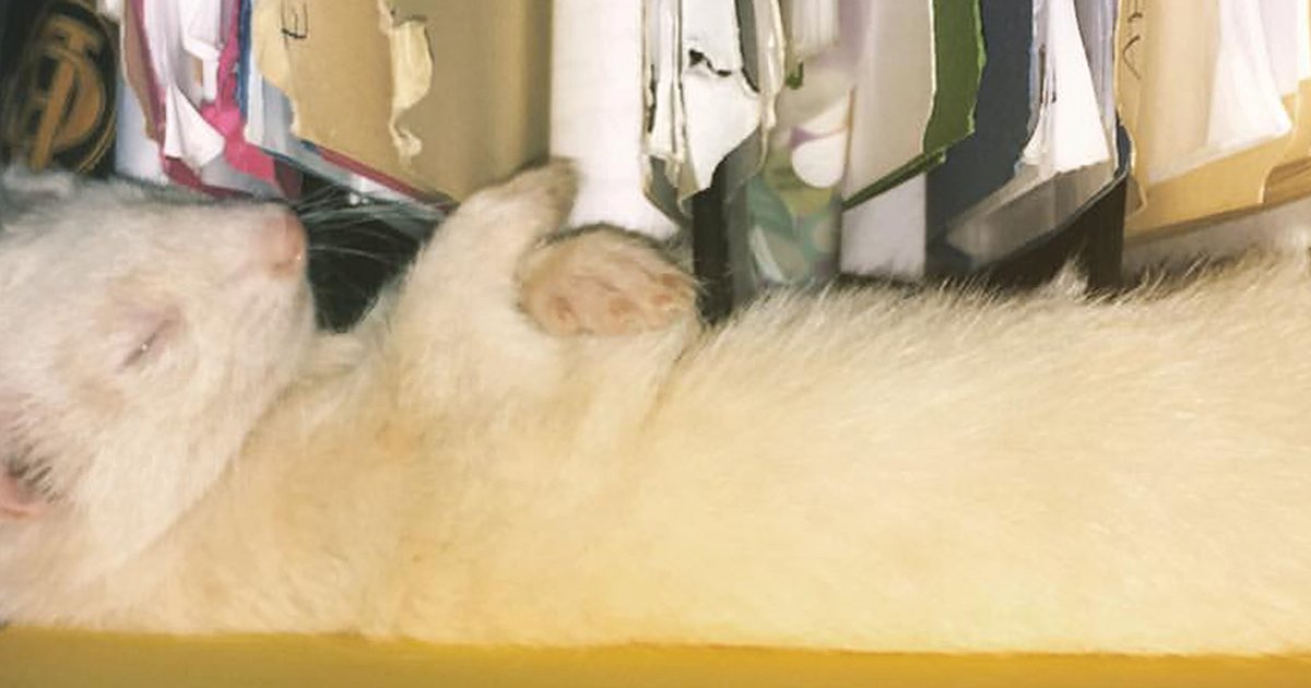 What Makes Losing a Pet So Hard?
