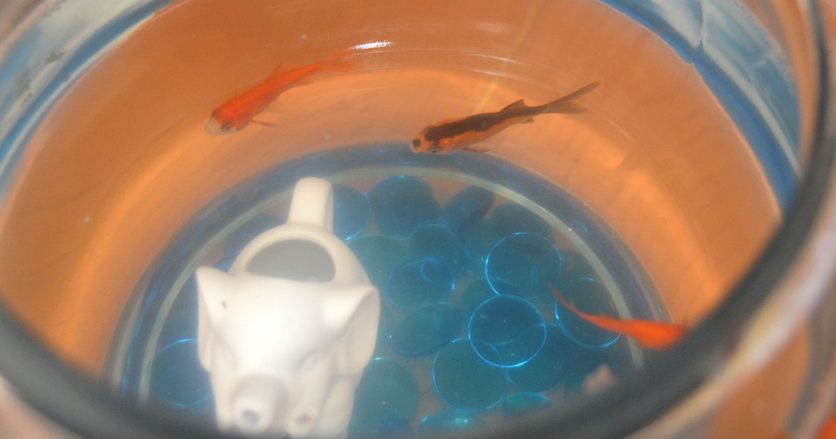 Why is my fish tank cloudy?