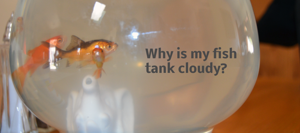 Why-cloudy-fish-tank