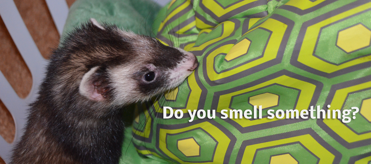 How to Reduce Ferret Smell