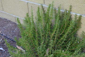 Rosemary-bush