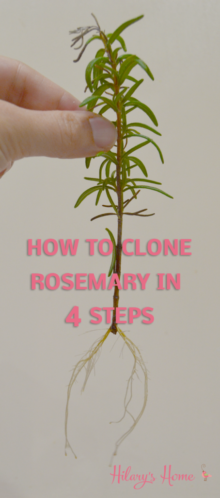 Rosemary-how-to